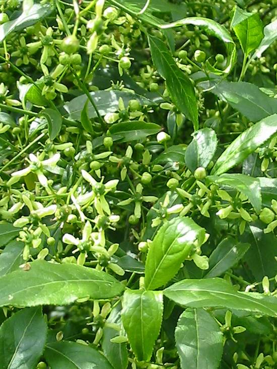 Howardian Local Nature Reserve Spindle