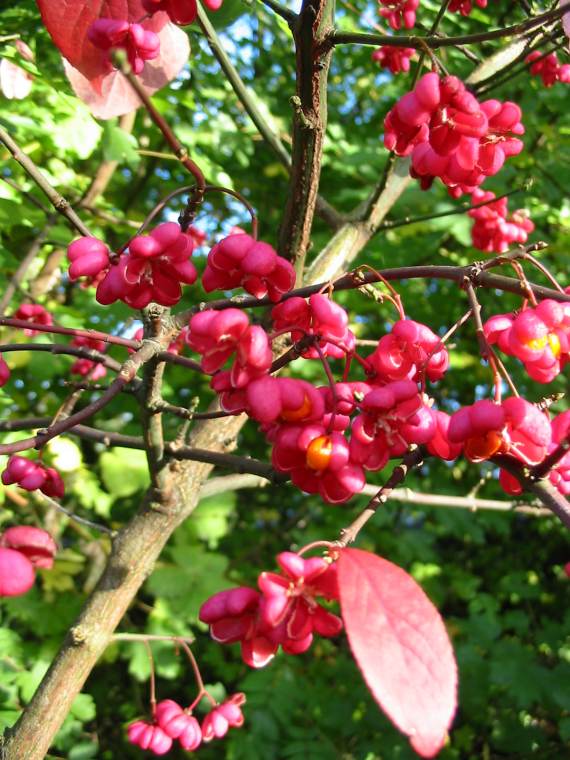 Howardian Local Nature Reserve Spindle fruit
