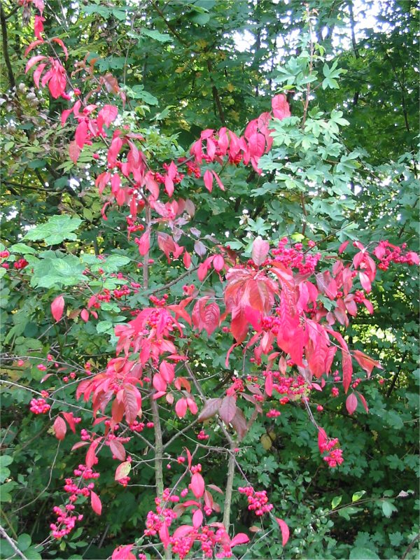Howardian Local Nature Reserve Spindle