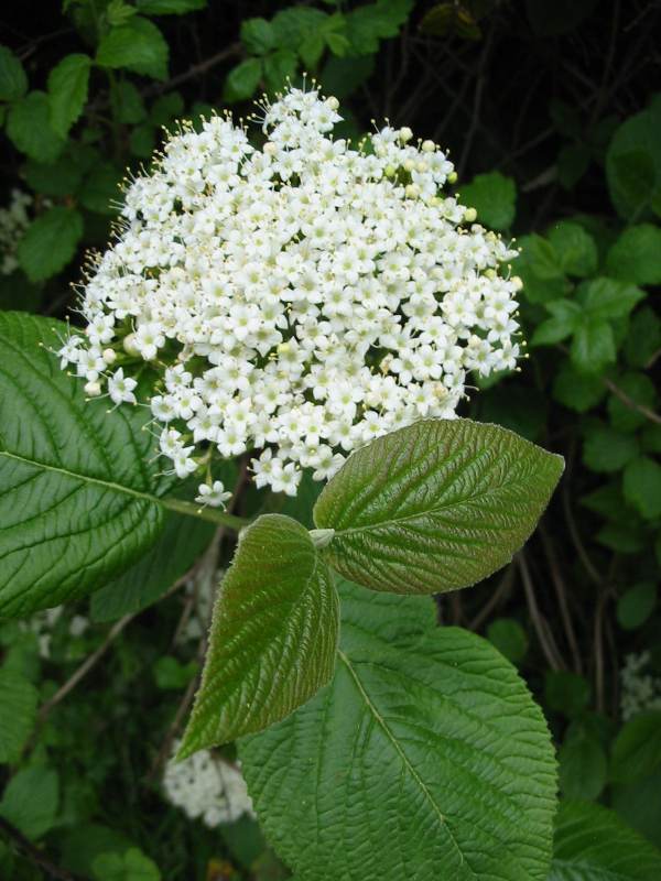 Howardian Local Nature Reserve Wayfaring Tree flower