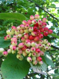 Wayfaring Tree
  Fruit