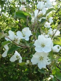 Siberian Crab
  Flower