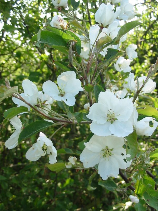 Howardian Local Nature Reserve Wild Cherry, Gean flower