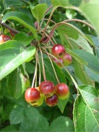 Siberian Crab
  Fruit