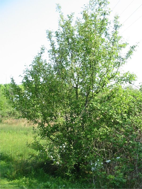 Howardian Local Nature Reserve Wild Cherry, Gean