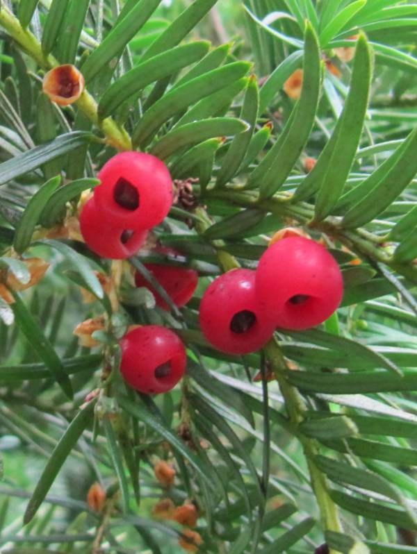Howardian Local Nature Reserve Yew