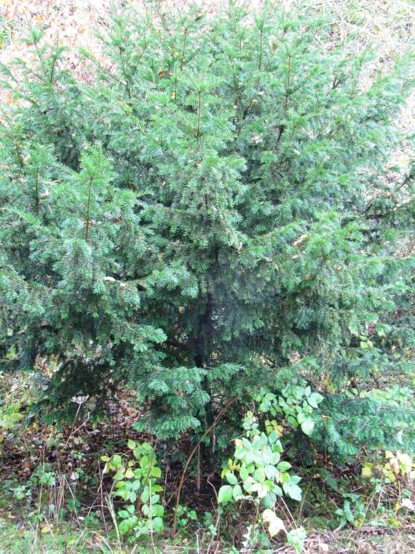 Howardian Local Nature Reserve Yew