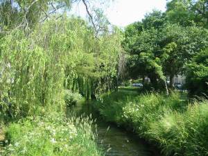 Waterloo Gardens
  Roath Brook