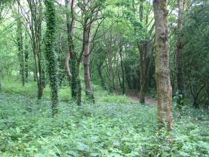 Howardian Local Nature Reserve Woodland